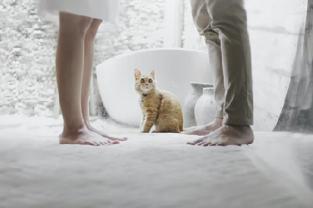 Couples feet by a cat 